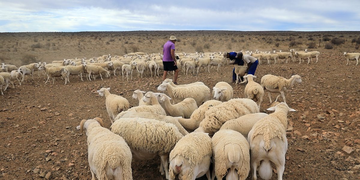 Primăria confiscă pășunile: Proprietarii, somați prin notificare