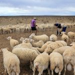 Primăria confiscă pășunile: Proprietarii, somați prin notificare