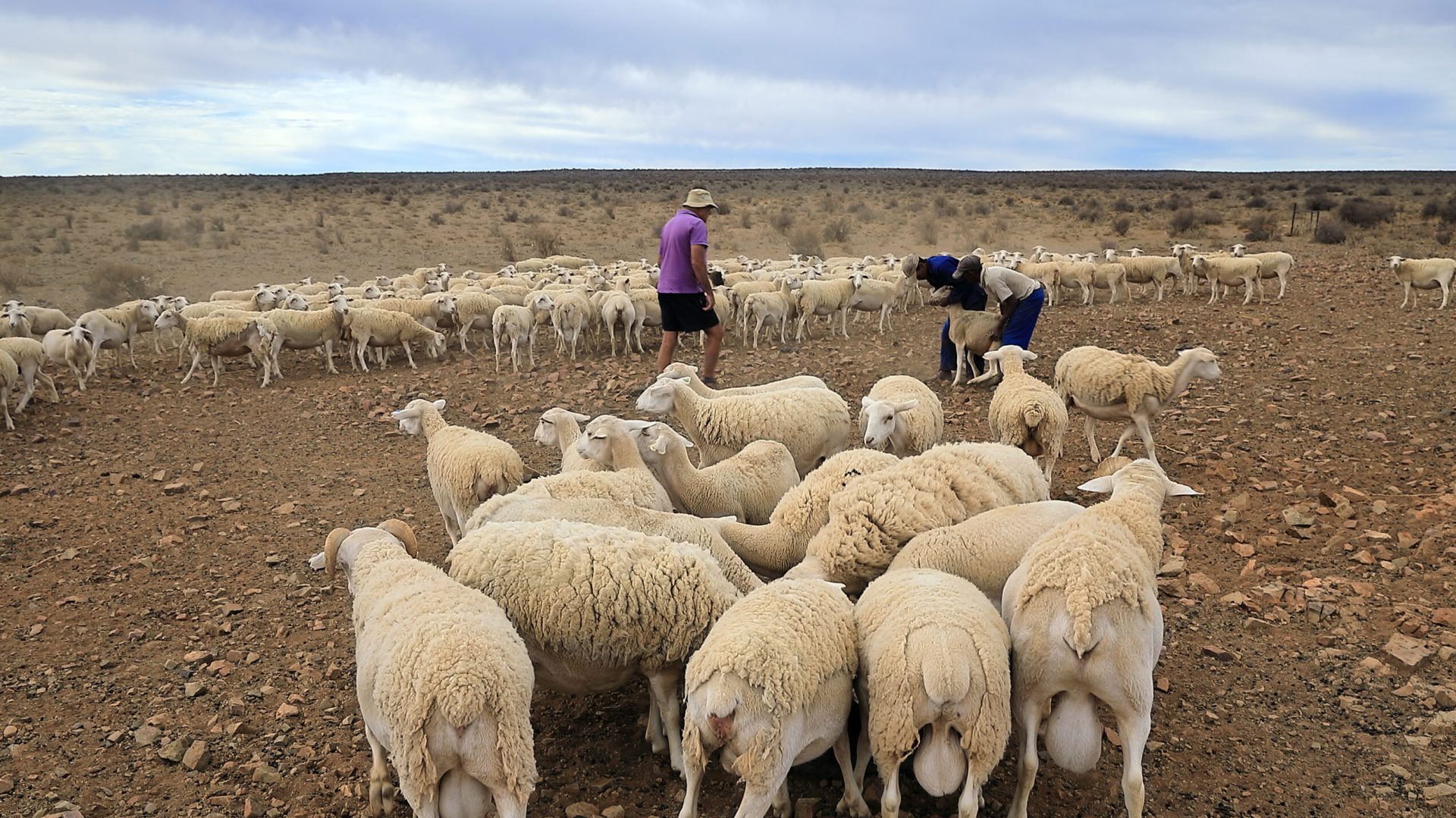 Primăria confiscă pășunile: Proprietarii, somați prin notificare