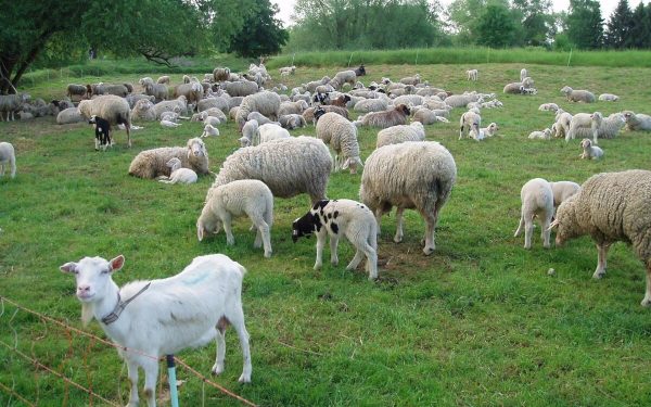 Zoofil în serie prins în Franța: Cum a căzut în plasa poliției