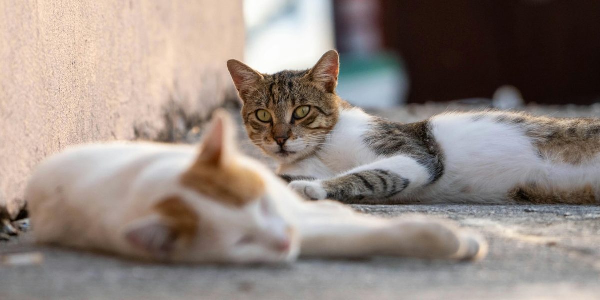 avocați organizează grătar și adopții de pisici duminică