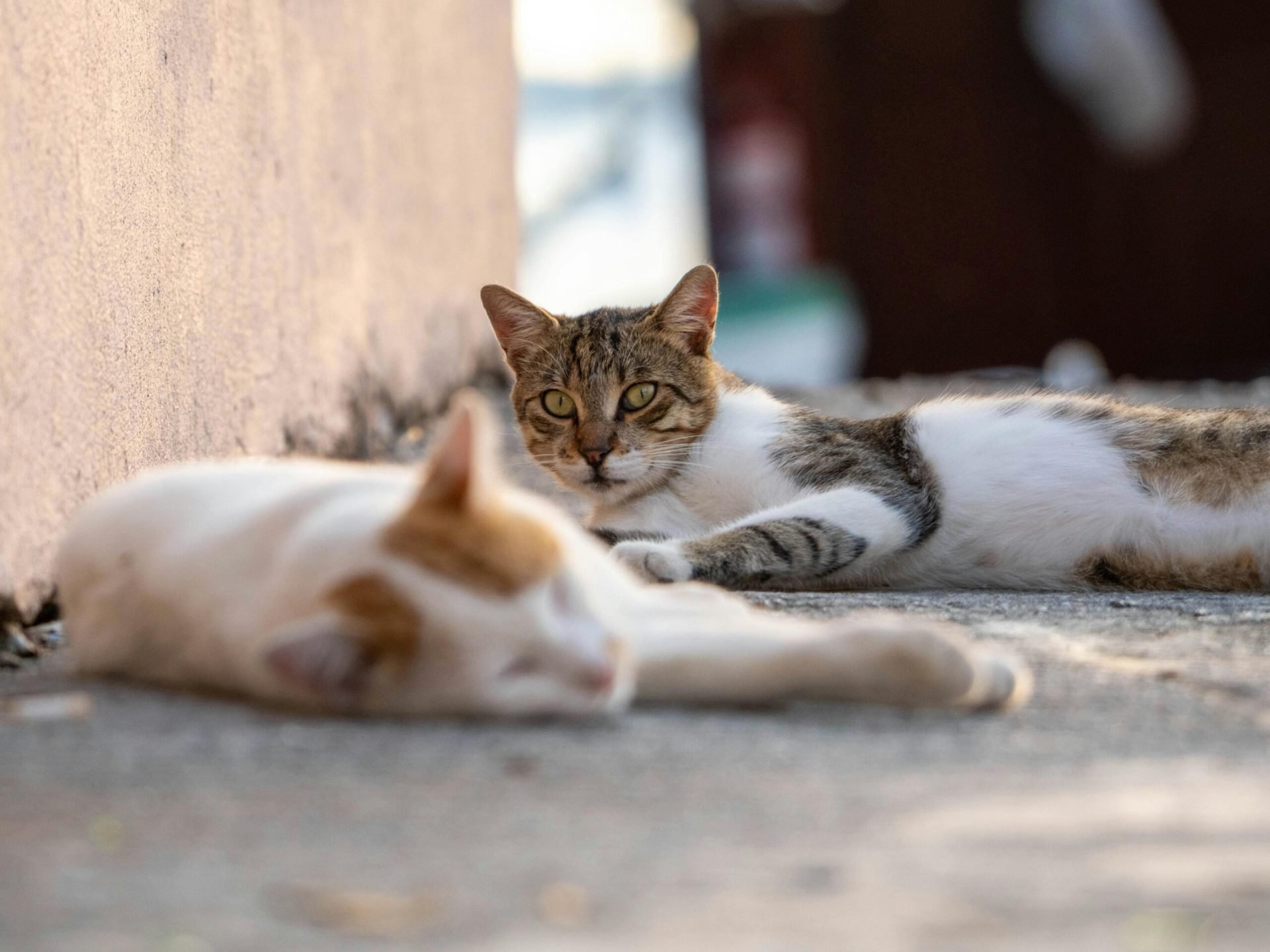 avocați organizează grătar și adopții de pisici duminică