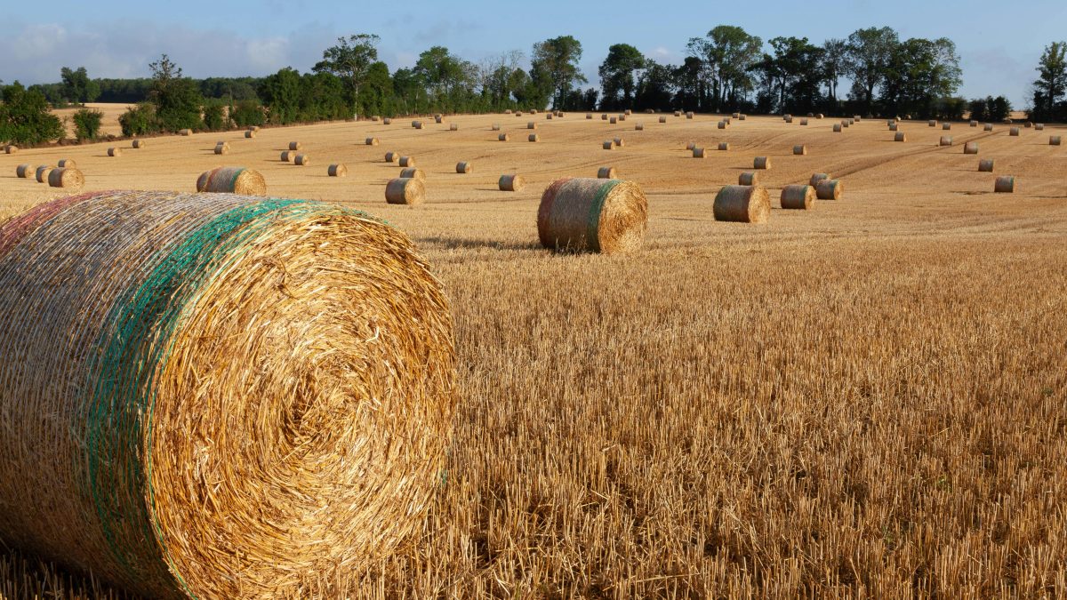Comisia Europeană, undă verde pentru 300 milioane € ajutor în agricultură francez