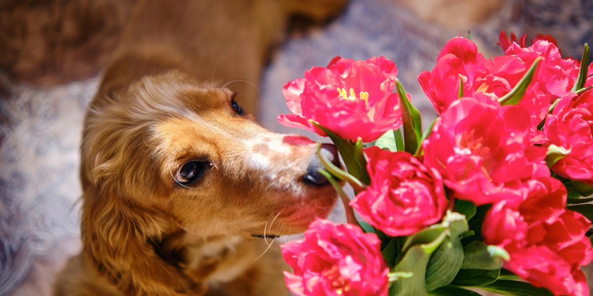 Flori de Florii fără risc pentru cei cu animale de companie