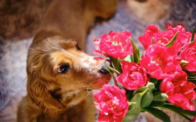 Flori de Florii fără risc pentru cei cu animale de companie