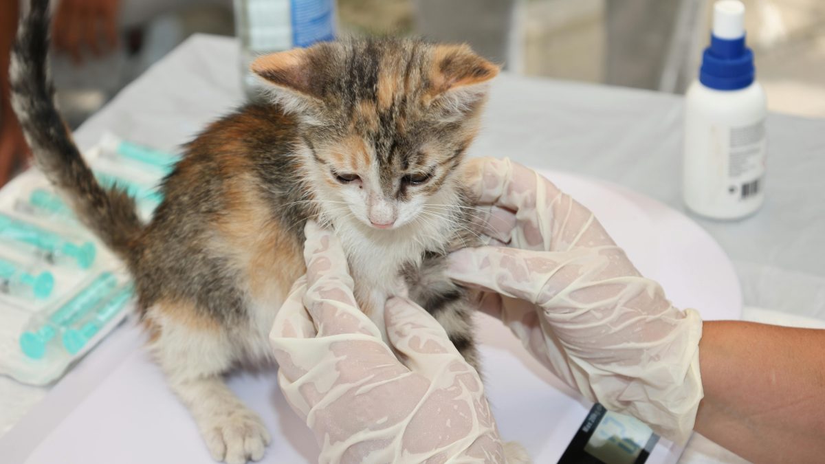 Vaccin veterinar bazat pe ARN, autorizat de Agenția Europeană pentru Medicamente