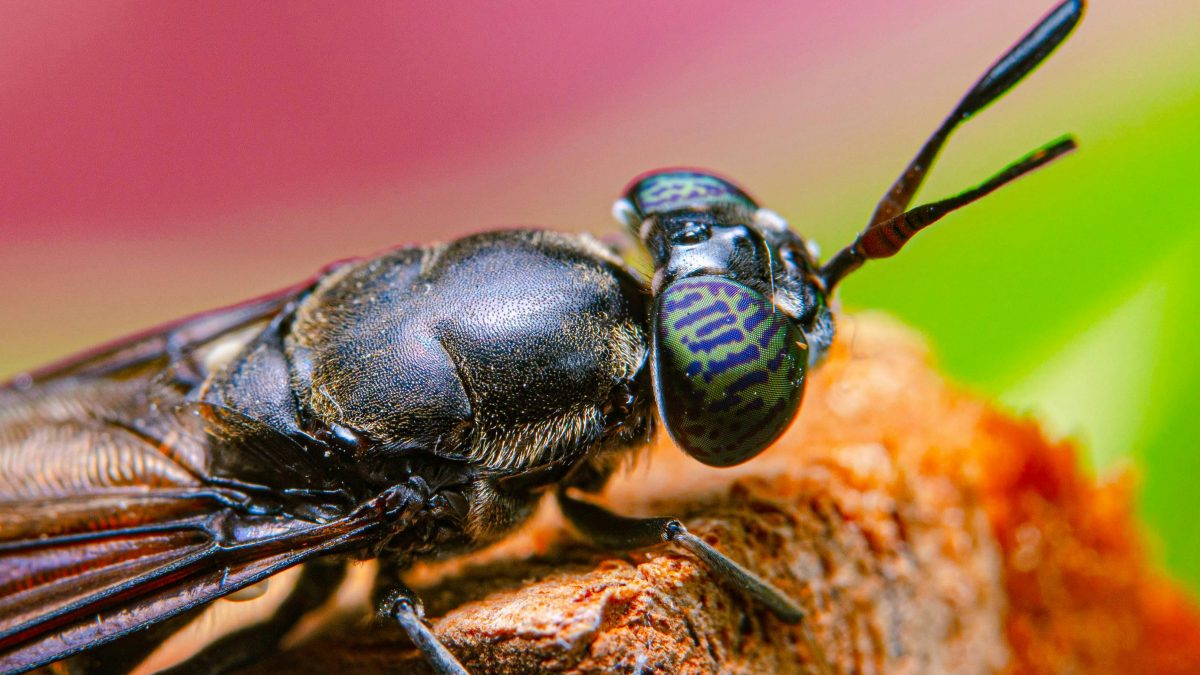 UE investește într-un HUB european pentru reproducerea muștei soldat negre
