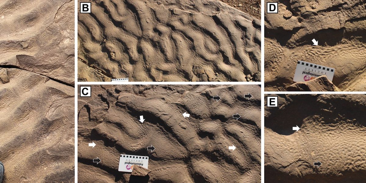 Cercetătorii descoperă misterul rocilor cu „piele de elefant”