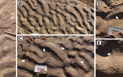 Cercetătorii descoperă misterul rocilor cu „piele de elefant”
