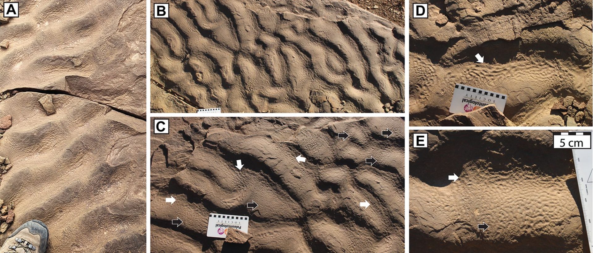 Cercetătorii descoperă misterul rocilor cu "piele de elefant"