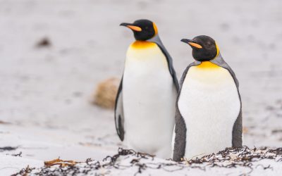 Ce se întâmplă cu pinguinii care au mâncare la discreție