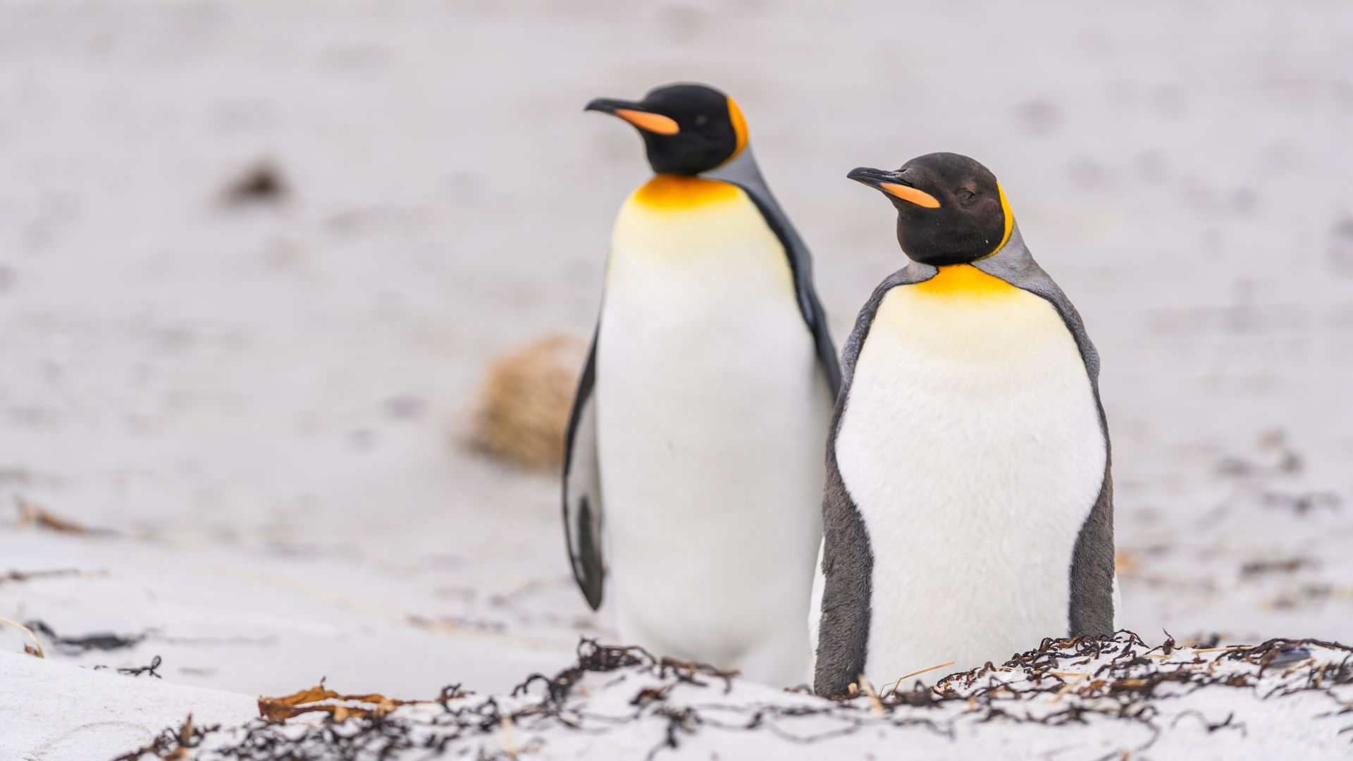Ce se întâmplă cu pinguinii care au mâncare la discreție