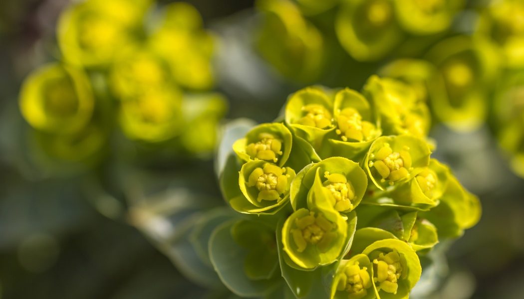 Euphorbia, cunoscută și sub numele de „coronița lui Hristos”, a devenit tot mai populară printre iubitorii de plante și grădinari
