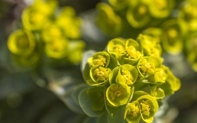 Euphorbia, cunoscută și sub numele de „coronița lui Hristos”, a devenit tot mai populară printre iubitorii de plante și grădinari