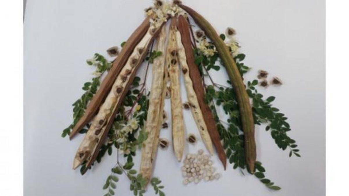 Plantă din BRAZILIA, secretul de a curăța apa de microplastice