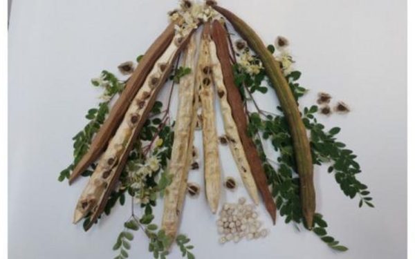 Plantă din BRAZILIA, secretul de a curăța apa de microplastice