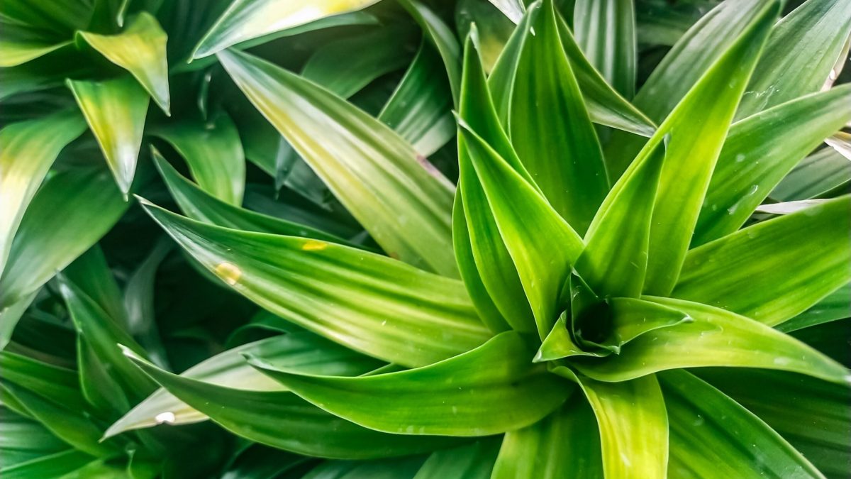 Cum salvezi plantele de apartament: Trucul simplu, GARANTAT să funcționeze