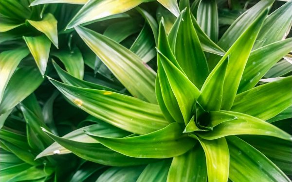 Cum salvezi plantele de apartament: Trucul simplu, GARANTAT să funcționeze