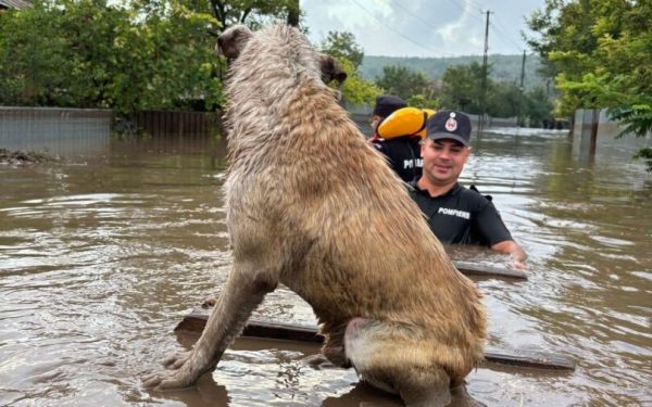 Mediul: Ghid "verde" anti-inundații. Se salvează zonele umede și pădurile din România