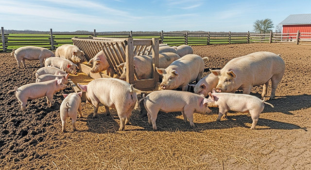 Porcii, crescuți în gospodăriile din Bistrița-Năsăud, domină peisajul local alături de tradiție În județul Bistrița-Năsăud, cu o populație de peste 320.000 de locuitori, nu există ferme de mari dimensiuni sau mici în care porcii să fie crescuți în regim comercial