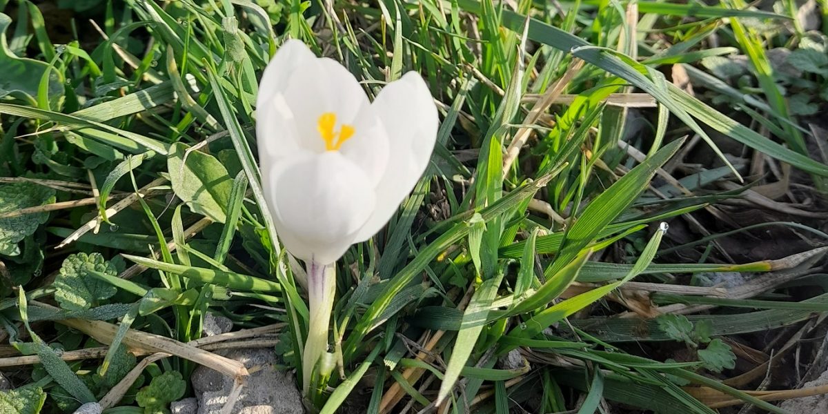 Vremea de Paște: Temperaturi în creștere, dar ploi și ninsori la munte