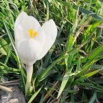 Vremea de Paște: Temperaturi în creștere, dar ploi și ninsori la munte