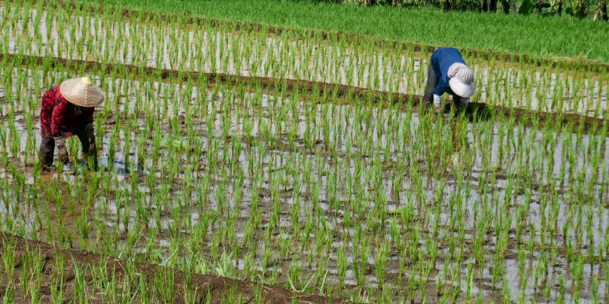 Criză combustibil: Războiul din Iran lovește producția de orez din Asia