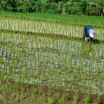 Criză combustibil: Războiul din Iran lovește producția de orez din Asia