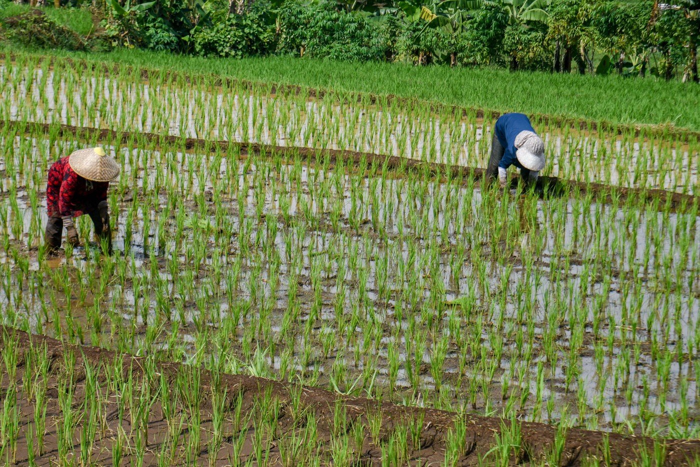 Criză combustibil: Războiul din Iran lovește producția de orez din Asia