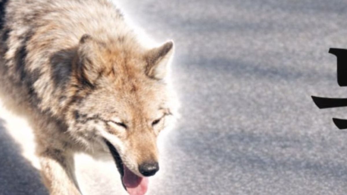 Bărbat din Coreea de Sud, ARESTAT pentru o fotografie AI cu un lup fugar