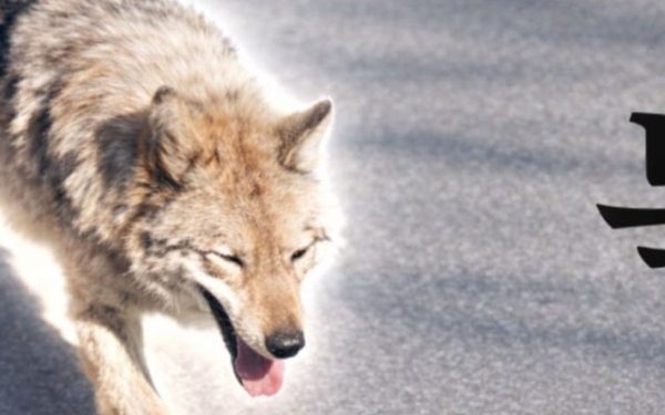 Bărbat din Coreea de Sud, ARESTAT pentru o fotografie AI cu un lup fugar