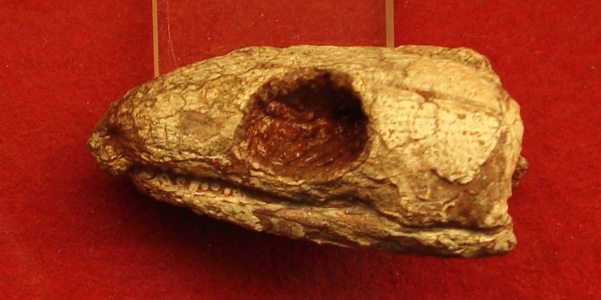 Reptila mumificată de acum 289 milioane ani dezvăluie secretul respirației