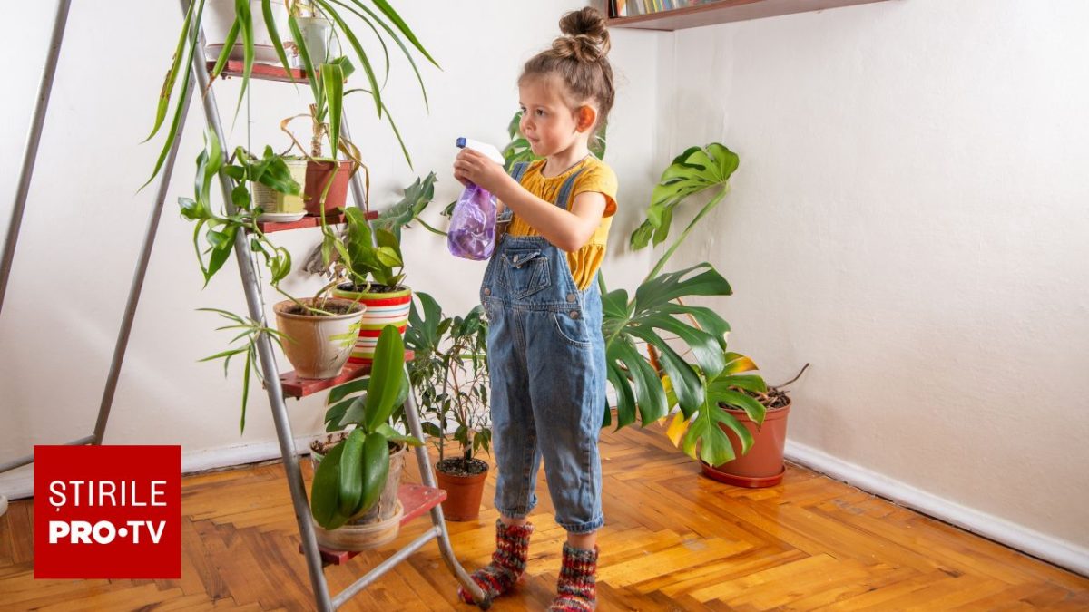 Plantele-capcană din case: Pericol ascuns pentru cei mici din România