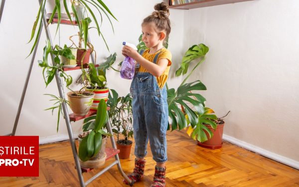 Plantele-capcană din case: Pericol ascuns pentru cei mici din România