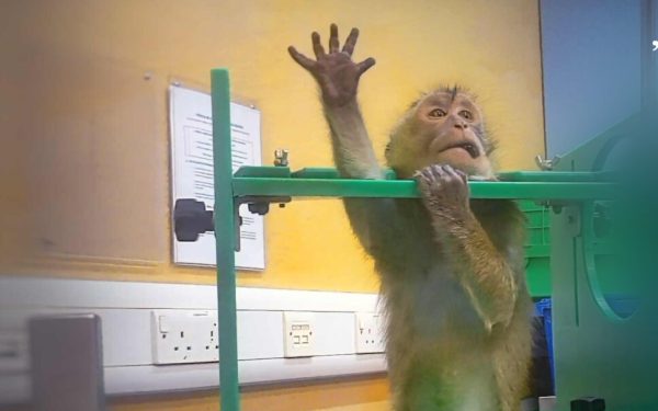 Imagini ȘOC din Laboratoare: Testele pe Animale, Gata Cu Ele în Europa!