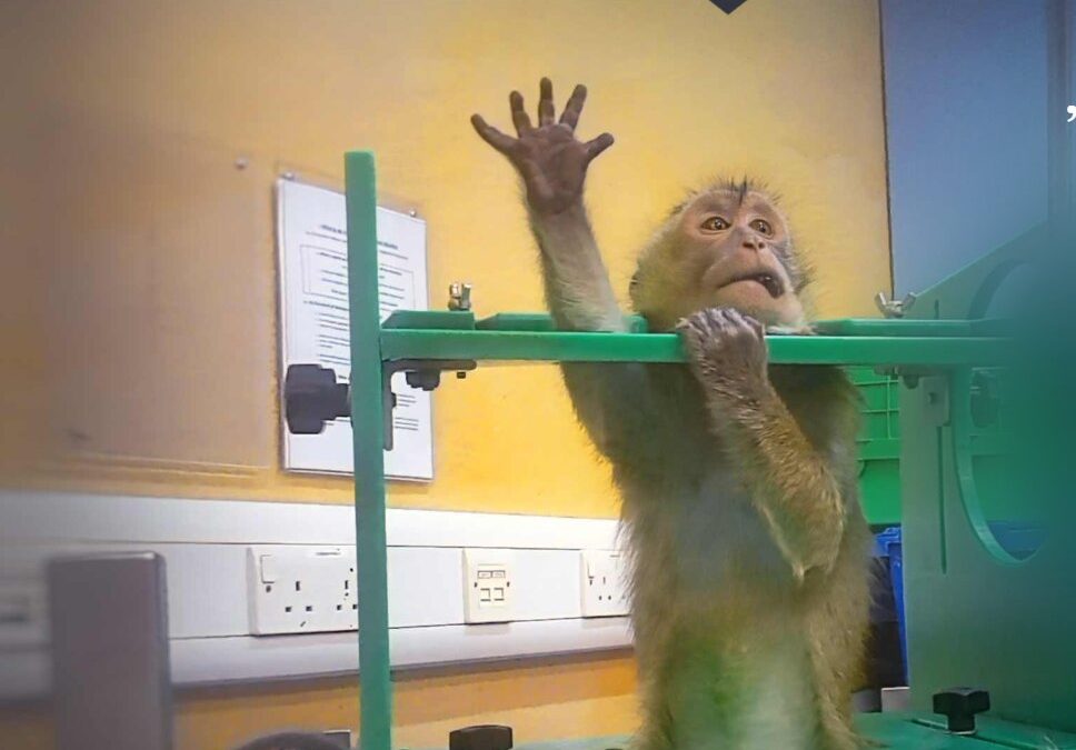 Imagini ȘOC din Laboratoare: Testele pe Animale, Gata Cu Ele în Europa!
