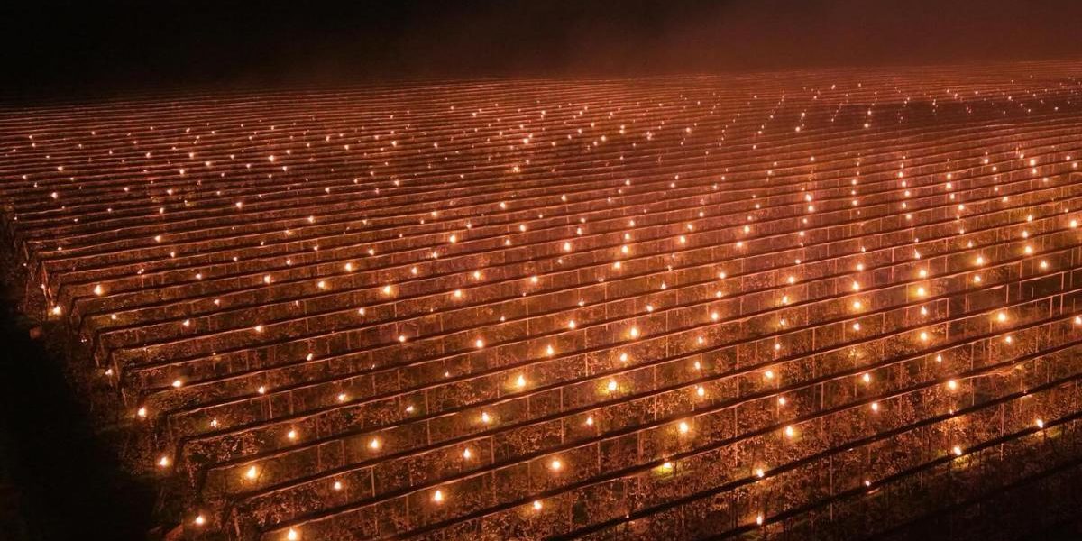 Fermierul din Cluj a ars 40.000 € ca să-și salveze cireșii de ger