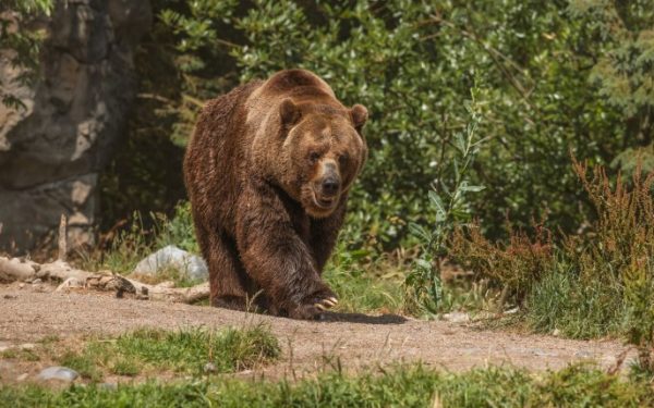 Motociclist, urmărit de urs în Bistrița-Năsăud: Jandarmii, eroi. Vezi VIDEO