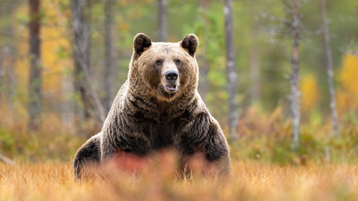 Urși bruni: Aproape 1.000 pot fi vânați. Decizie controversată la Camera Deputaților