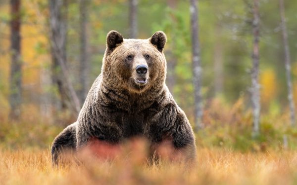 Urși bruni: Aproape 1.000 pot fi vânați. Decizie controversată la Camera Deputaților