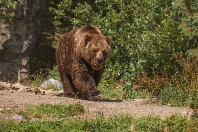 Motociclist, urmărit de urs în Bistrița-Năsăud: Jandarmii, eroi. Vezi VIDEO
