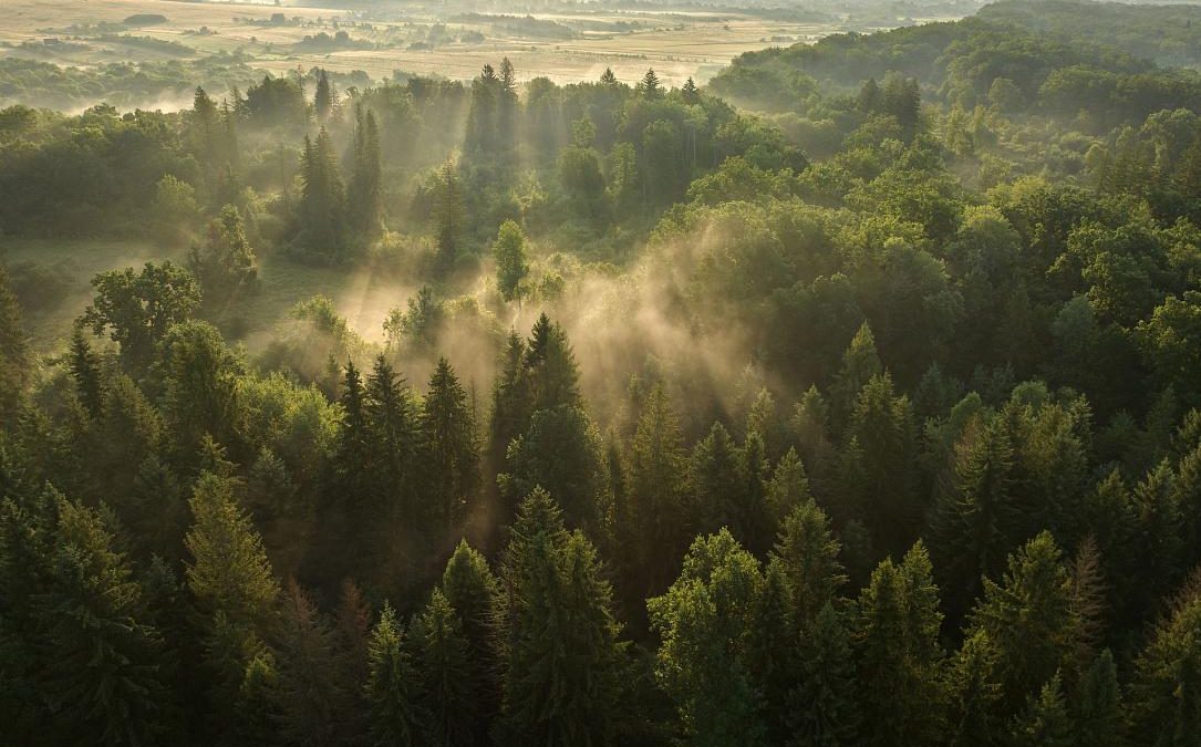 Sunetele naturii din Pădurile Vânători Neamț, pe platforma Earth FM