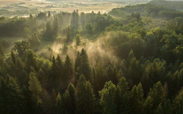 Sunetele naturii din Pădurile Vânători Neamț, pe platforma Earth FM