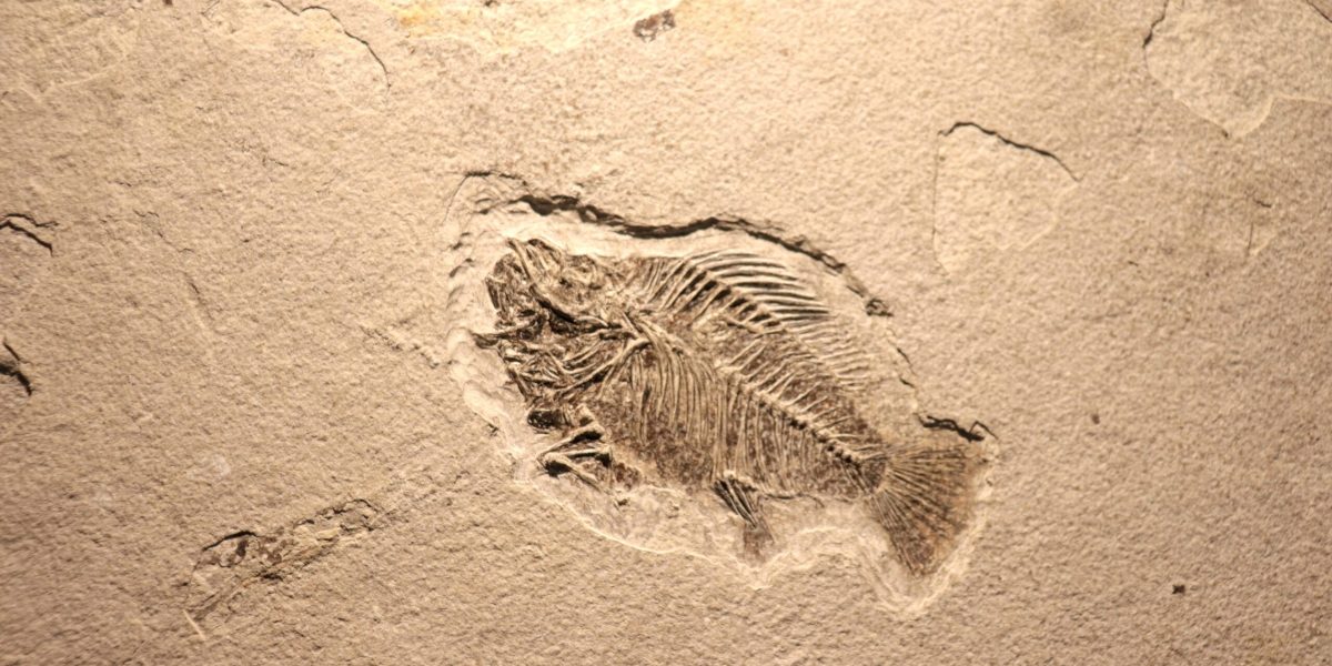 O descoperire semnificativă în domeniul paleontologiei schimbă înțelegerea despre începuturile vieții complexe pe Pământ, oferind prima imagine clară a tranziției de la organisme simple la forme animale mai avansate