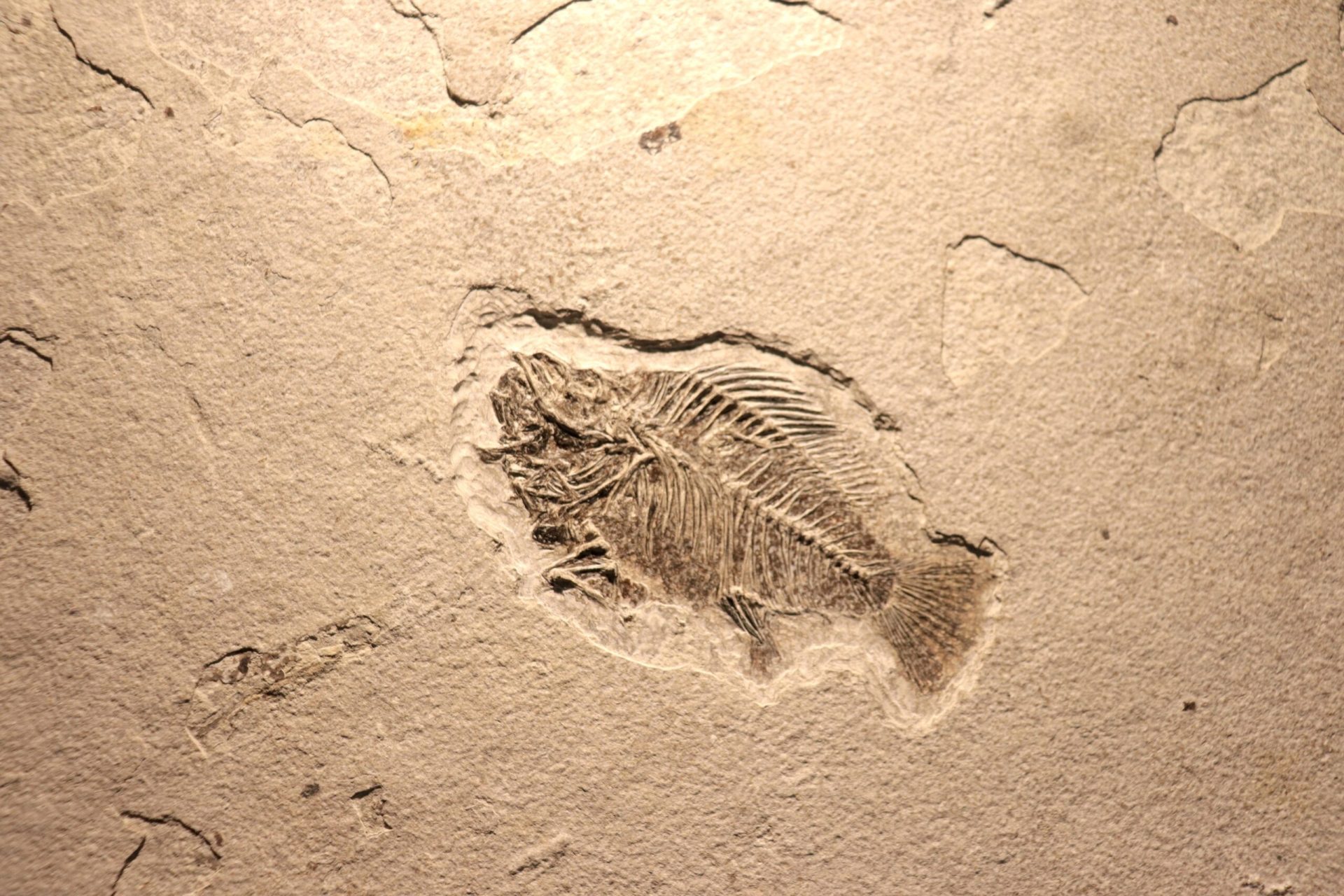 O descoperire semnificativă în domeniul paleontologiei schimbă înțelegerea despre începuturile vieții complexe pe Pământ, oferind prima imagine clară a tranziției de la organisme simple la forme animale mai avansate