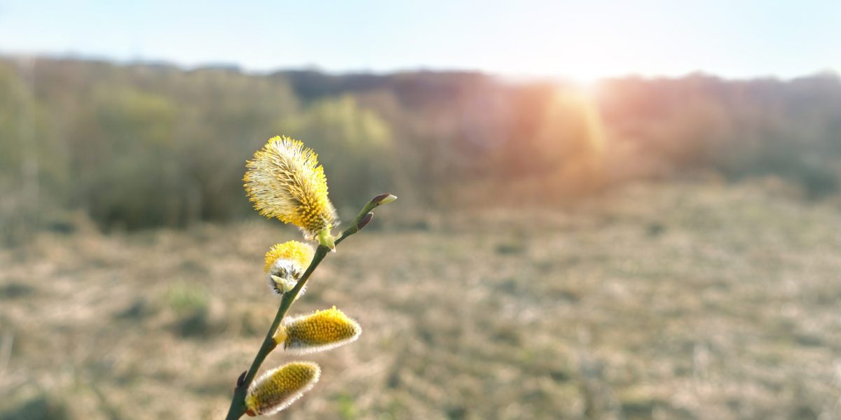 Vremea se va răci semnificativ de Paște, temperaturile minime vor coborî chiar și până la -7 grade Celsius De săptămâna aceasta, prognoza meteo indică o răcire accentuată a temperaturilor în tot teritoriul țării, cu valori minime care pot ajunge până la -7 grade Celsius