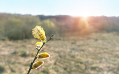 Vremea se va răci semnificativ de Paște, temperaturile minime vor coborî chiar și până la -7 grade Celsius De săptămâna aceasta, prognoza meteo indică o răcire accentuată a temperaturilor în tot teritoriul țării, cu valori minime care pot ajunge până la -7 grade Celsius