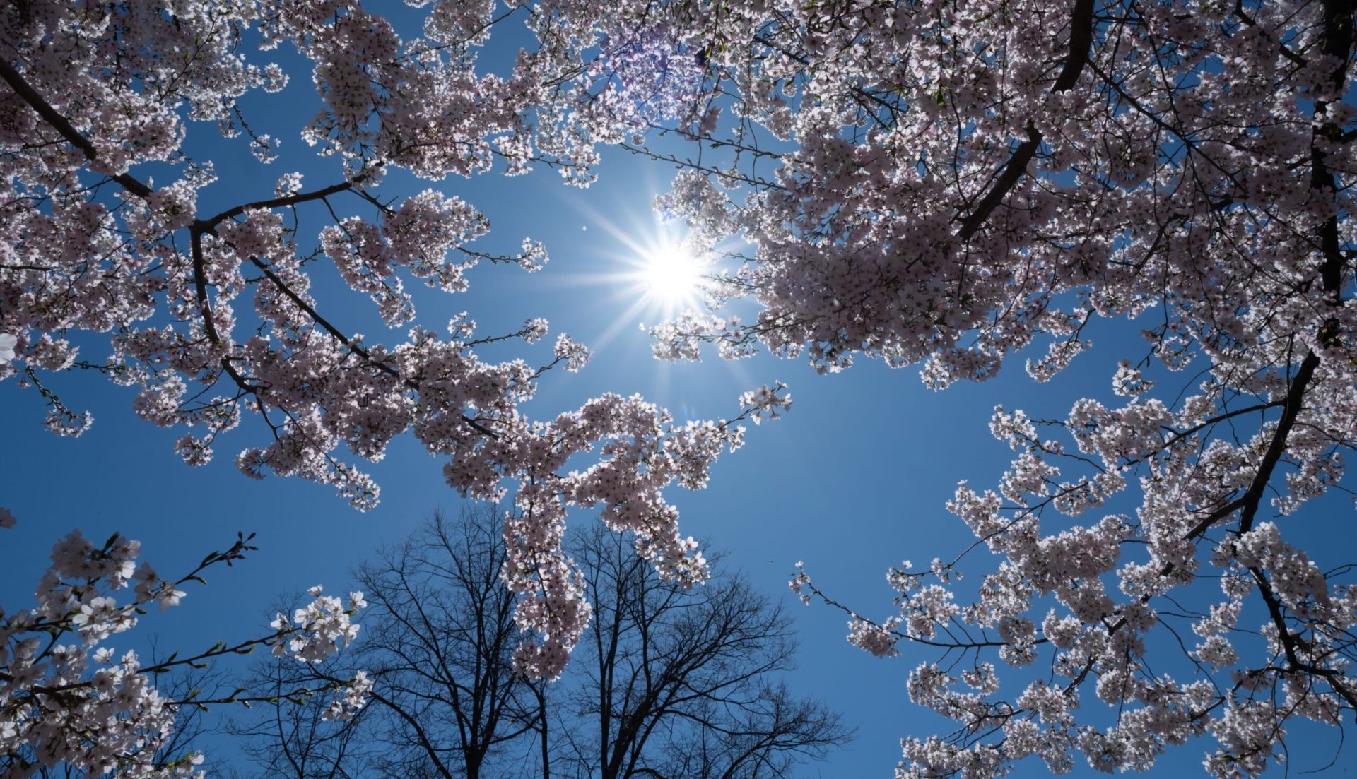 Meteo: Cum va fi vremea de 1 Mai în România