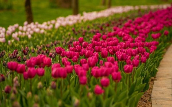 Simfonia Lalelelor revine la Pitești: Show cu artiști de top și flori-vedete!