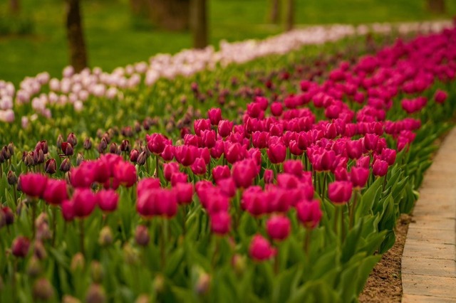 Simfonia Lalelelor revine la Pitești: Show cu artiști de top și flori-vedete!